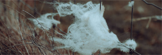 Why Flowool Chooses Merino Wool for Movement