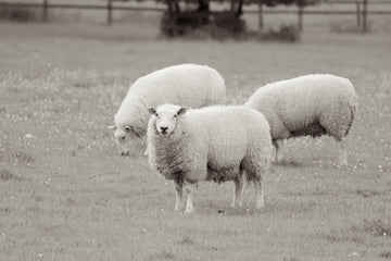The Sustainability Story: Why Merino Wool is Future