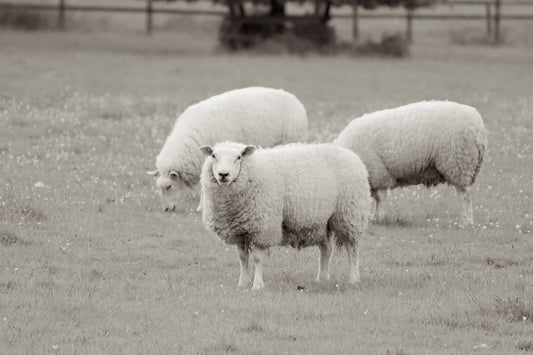 The Sustainability Story: Why Merino Wool is Future