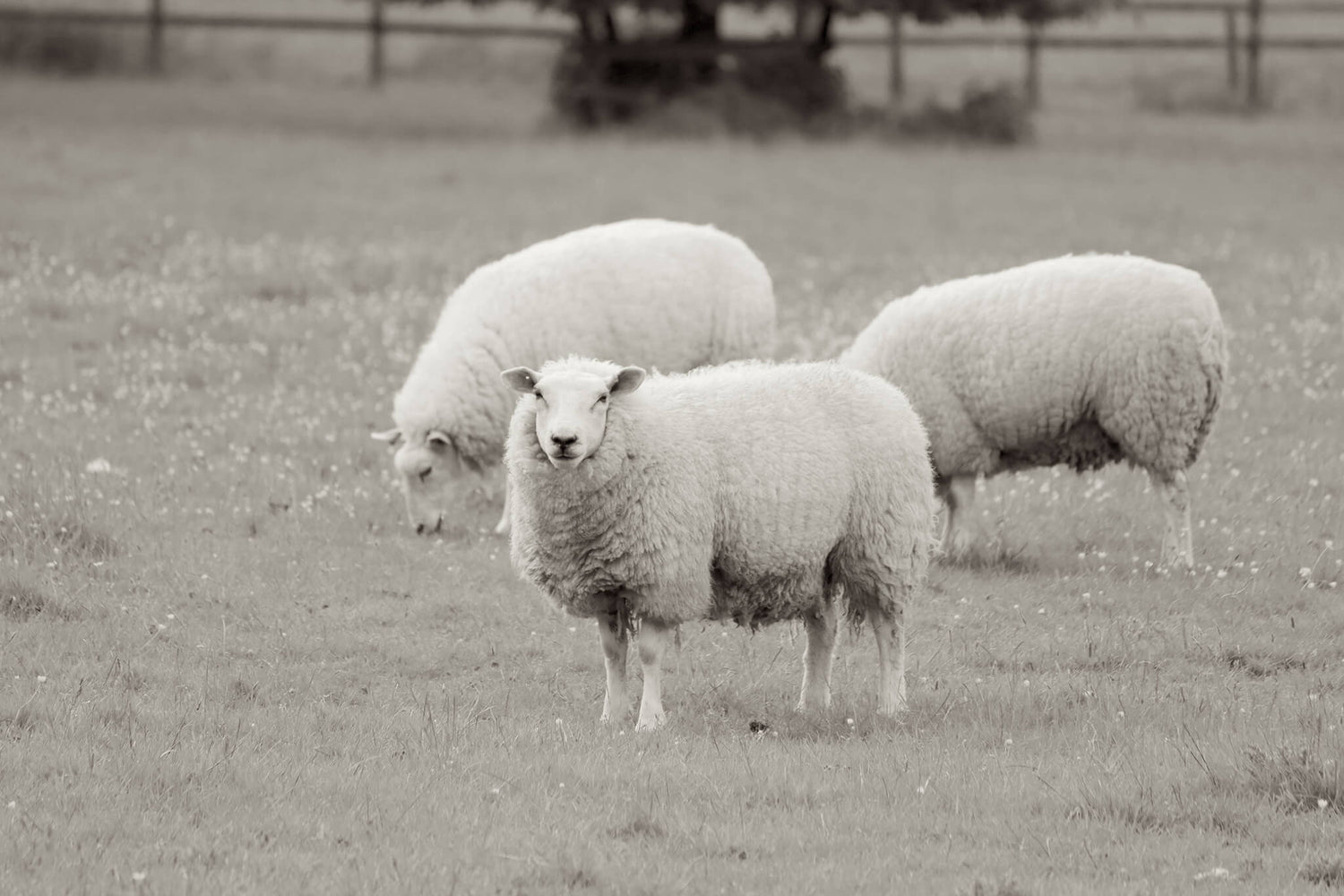 The Sustainability Story: Why Merino Wool is Future